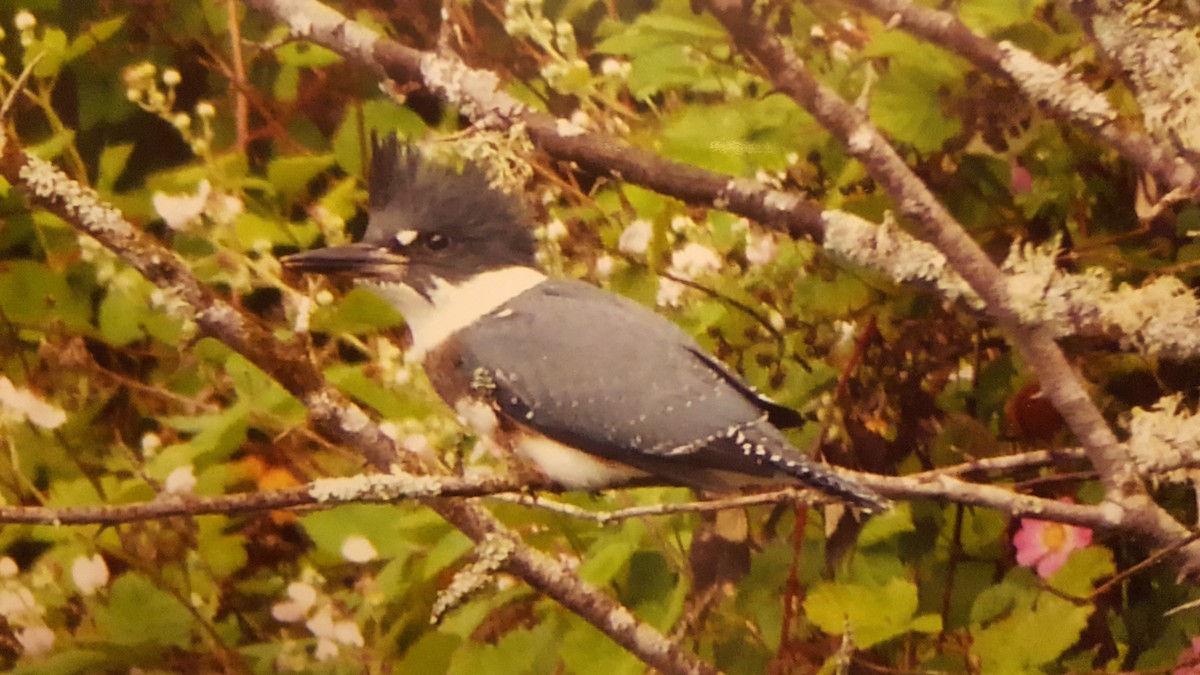Belted Kingfisher - ML38449881