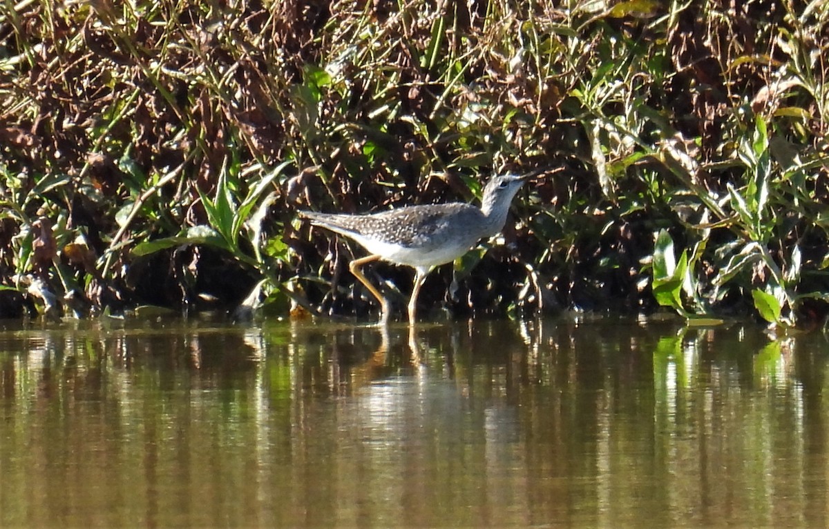 Lesser Yellowlegs - Patricia and Richard Williams