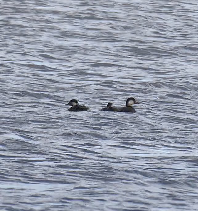 Black Scoter - ML384502661