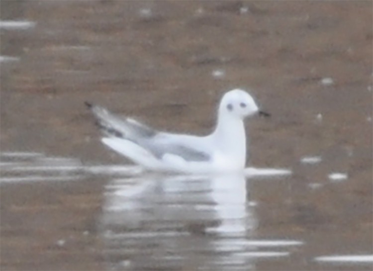 Mouette de Bonaparte - ML384506431