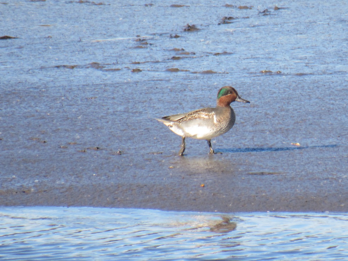 Green-winged Teal - ML384507371