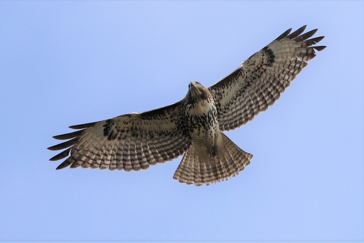 Red-tailed Hawk - ML384507541