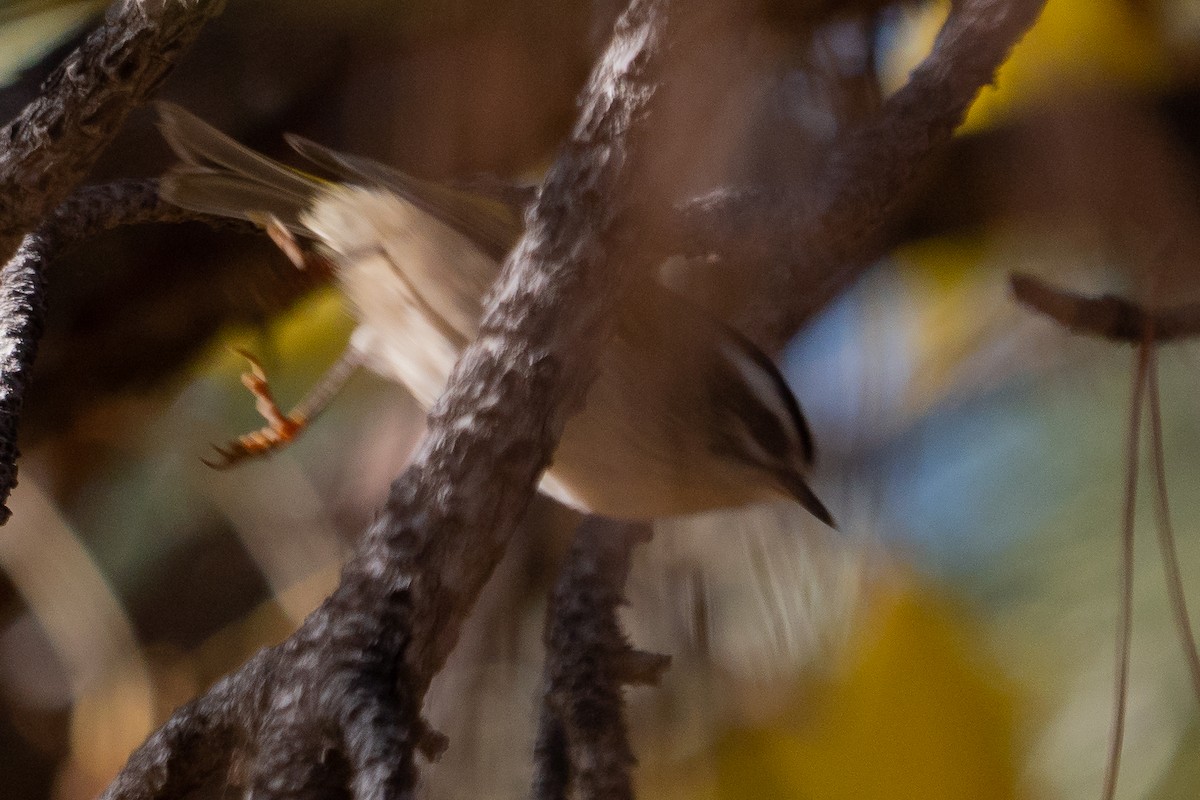 Golden-crowned Kinglet - ML384508271