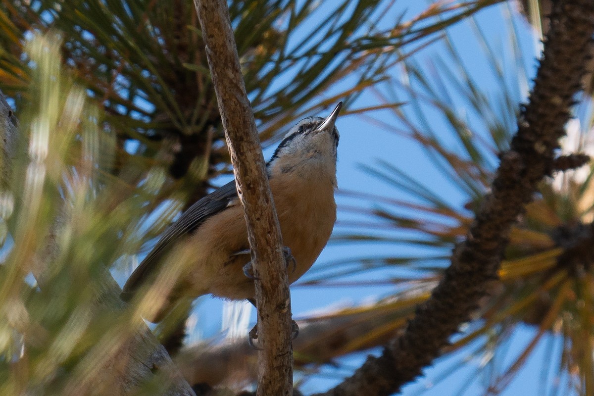 Red-breasted Nuthatch - Grace Oliver