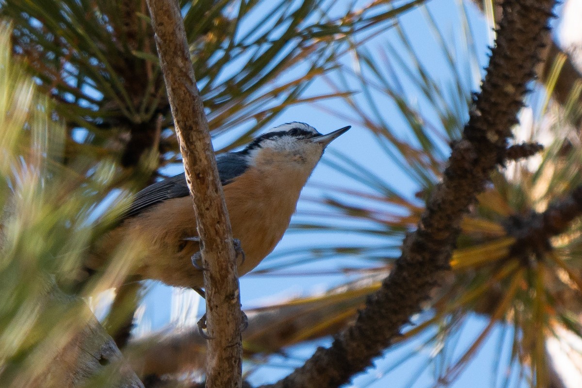 Red-breasted Nuthatch - ML384508741