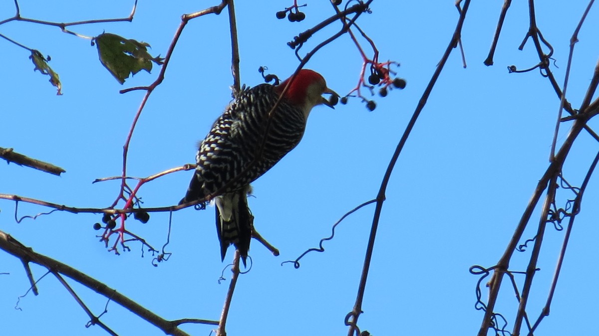 Red-bellied Woodpecker - Donna Sullivan