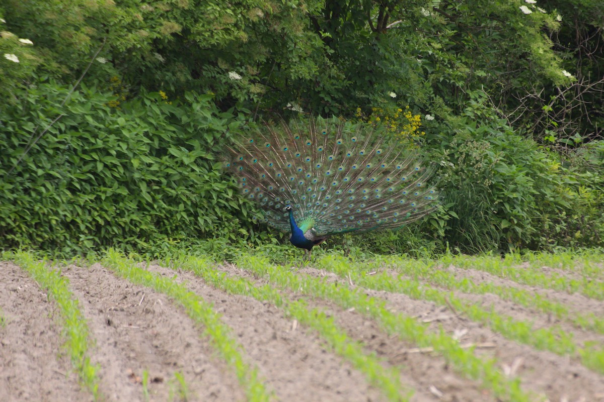 Indian Peafowl (Domestic type) - ML384509961