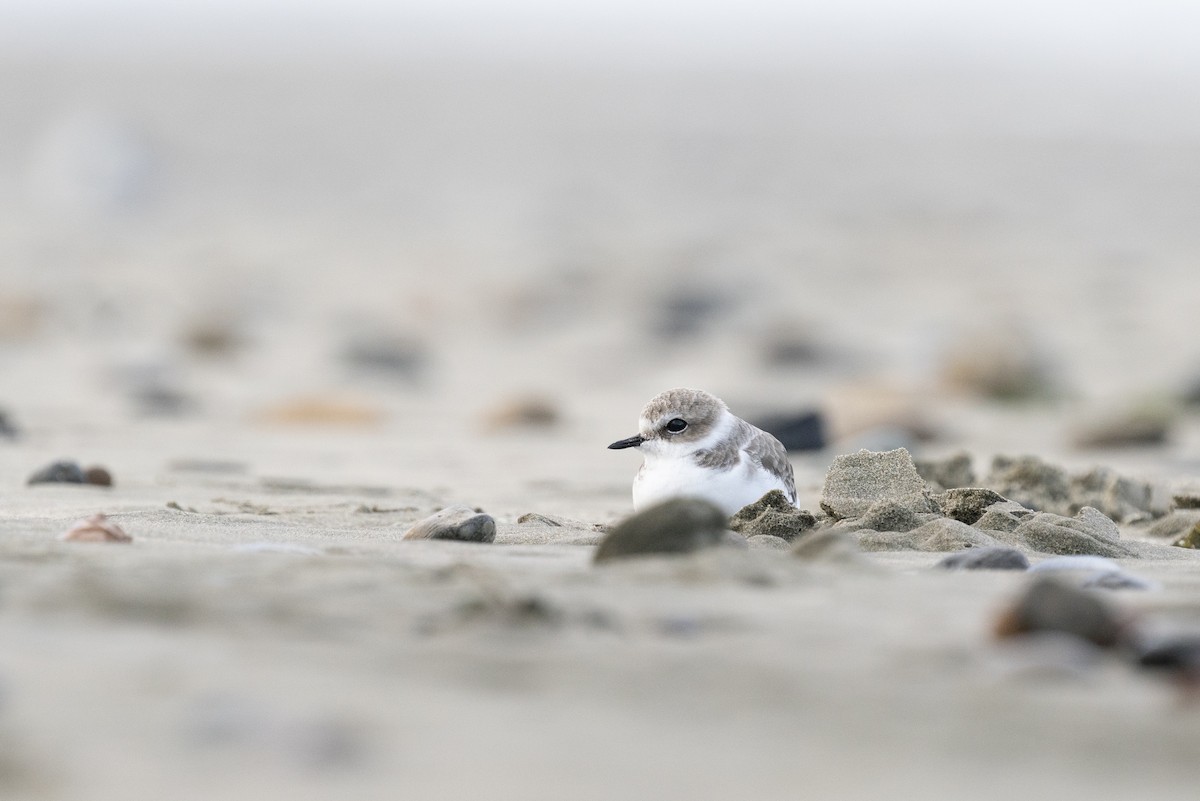 Snowy Plover - Daniel Knapp
