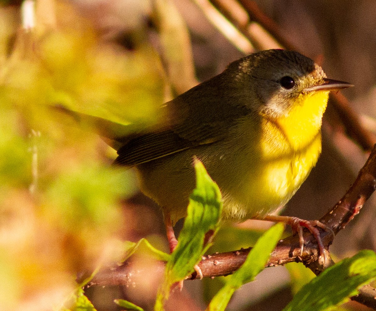 Common Yellowthroat - ML384510171