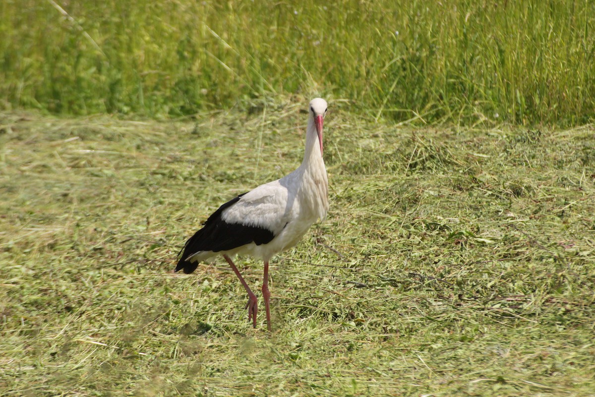 White Stork - ML384510181
