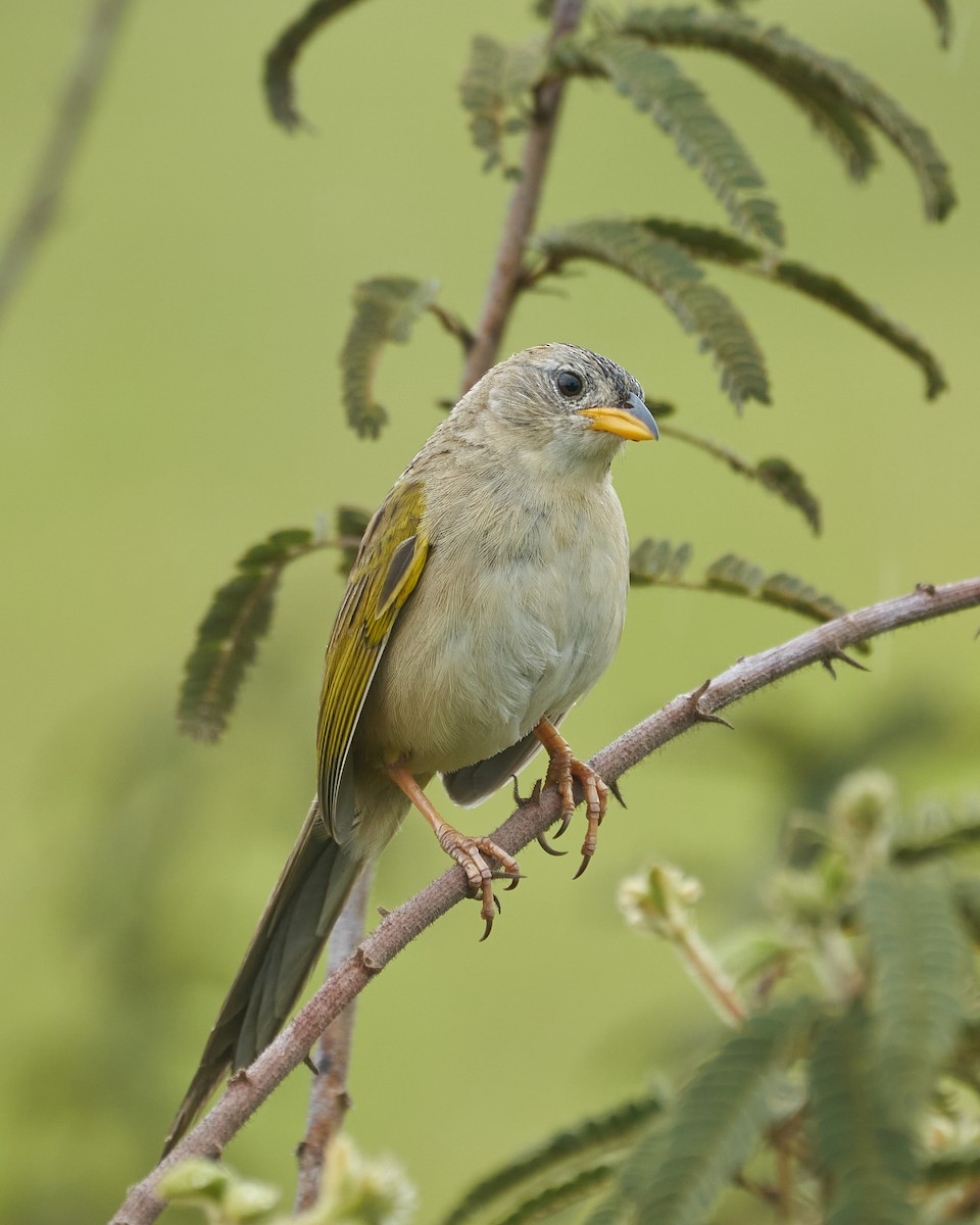 Wedge-tailed Grass-Finch - ML384511591