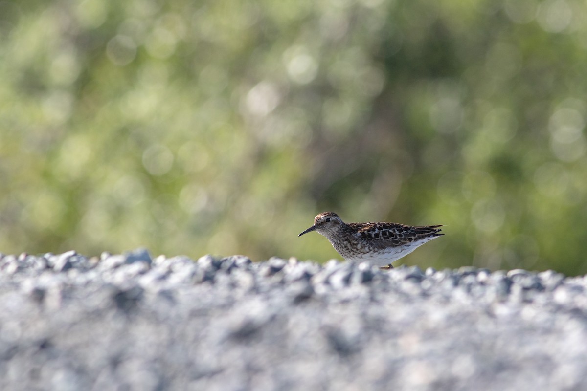 Least Sandpiper - ML384514101