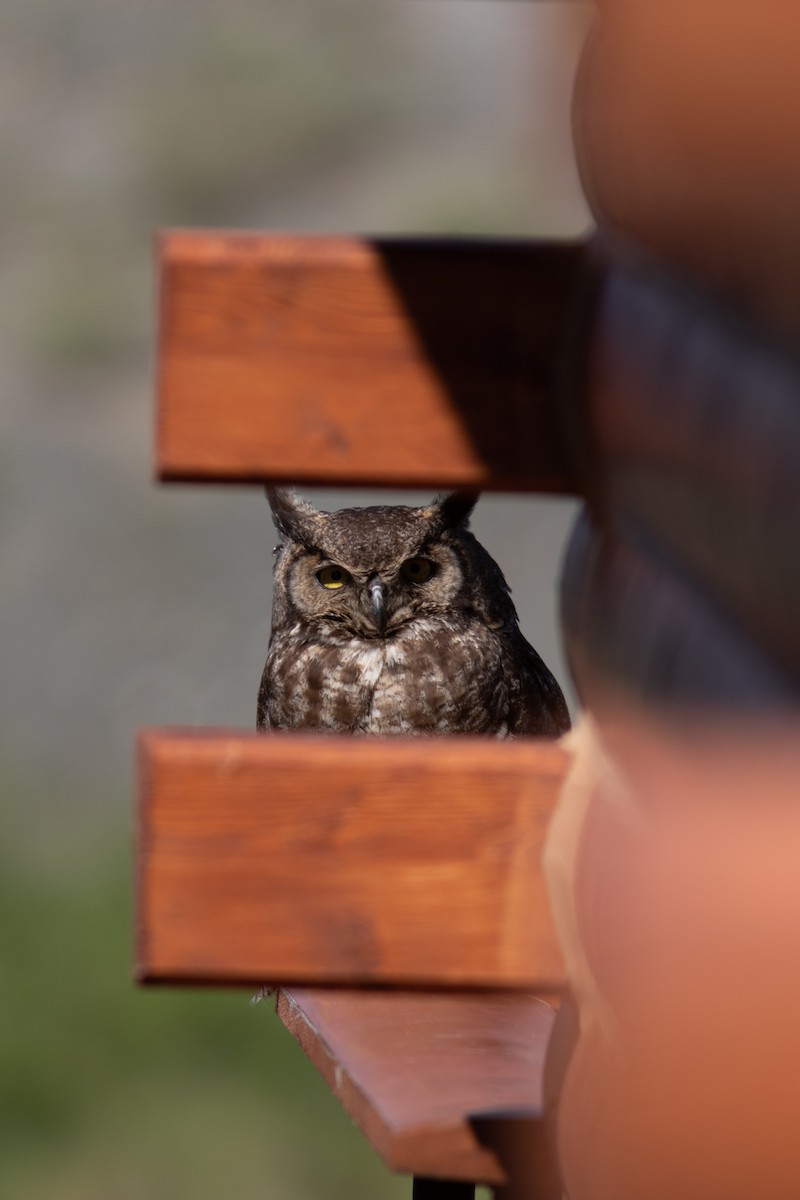 Great Horned Owl - Justin Saunders