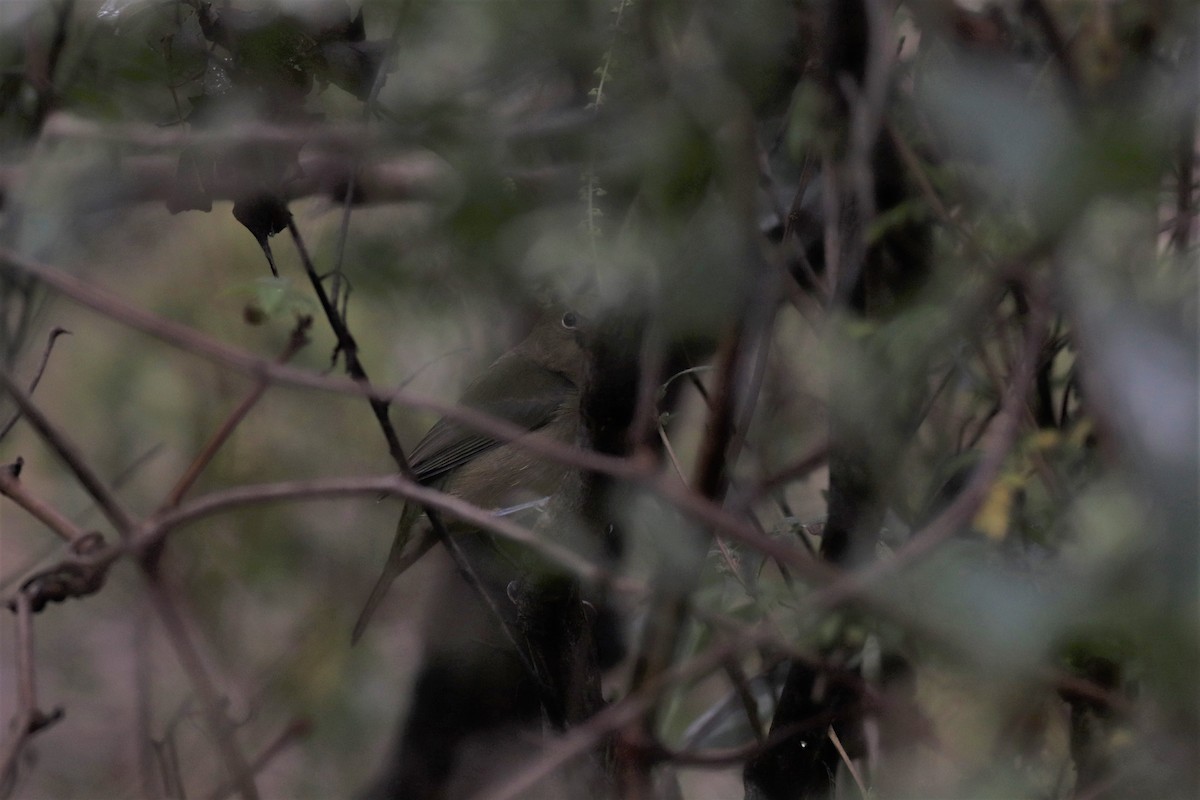 Painted Bunting - ML384515491
