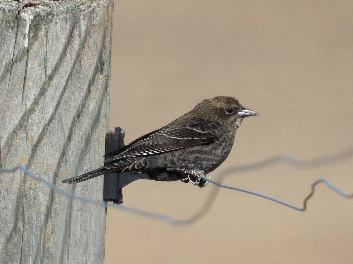 Tricolored Blackbird - ML384516941