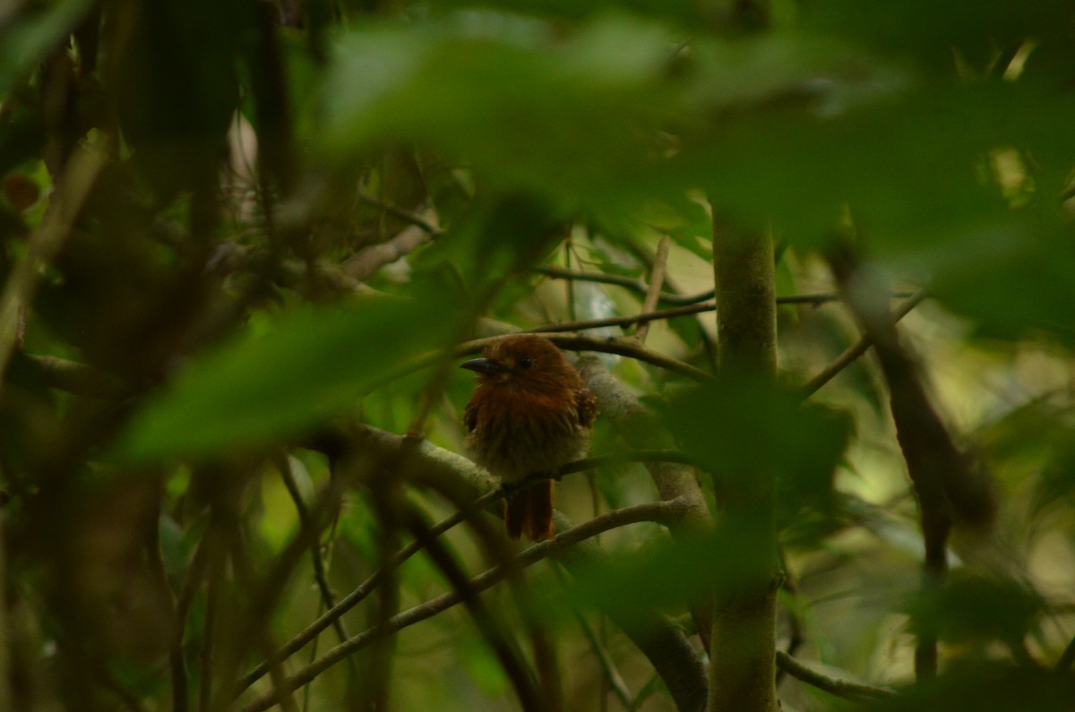 White-whiskered Puffbird - Moisés  Tenorio