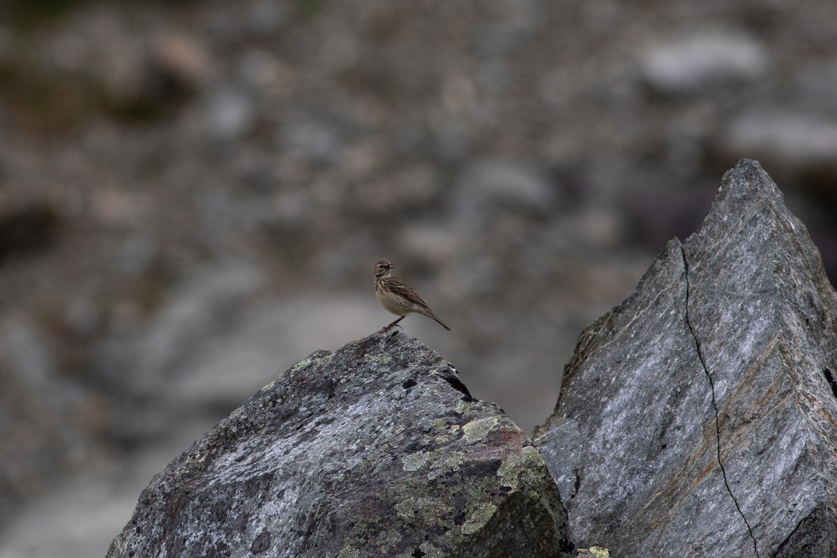 Pipit d'Amérique - ML384517091