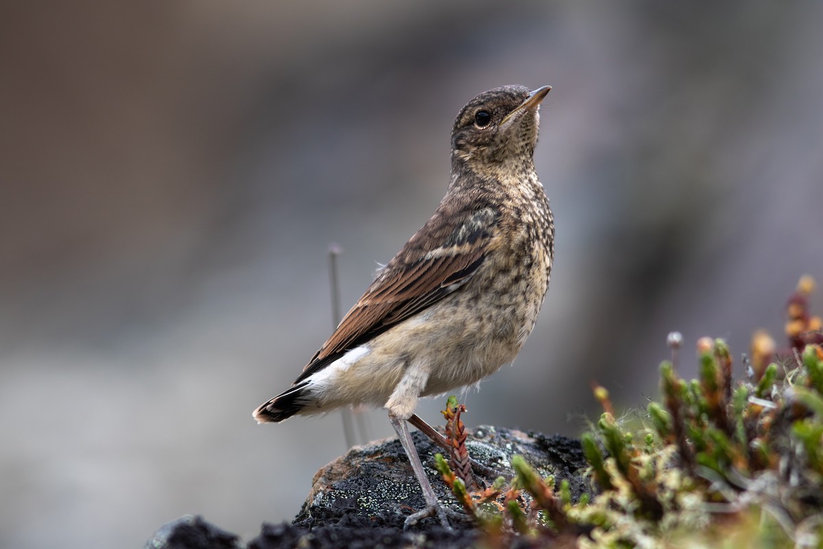 Northern Wheatear - ML384517671