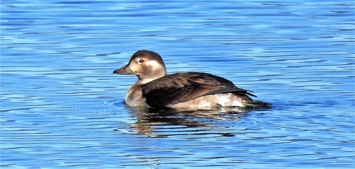 Long-tailed Duck - Sharon Dewart-Hansen