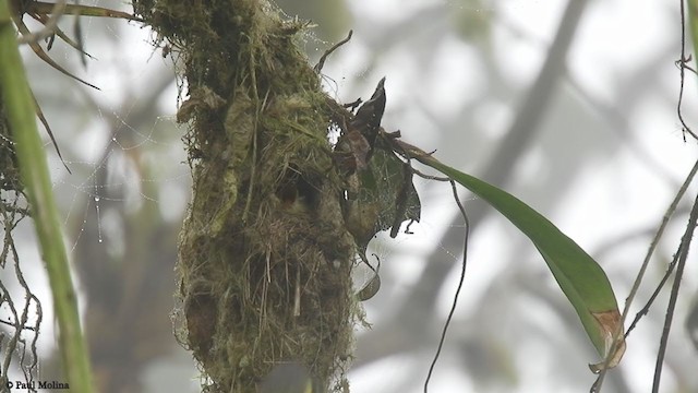 Common Tody-Flycatcher - ML384518101