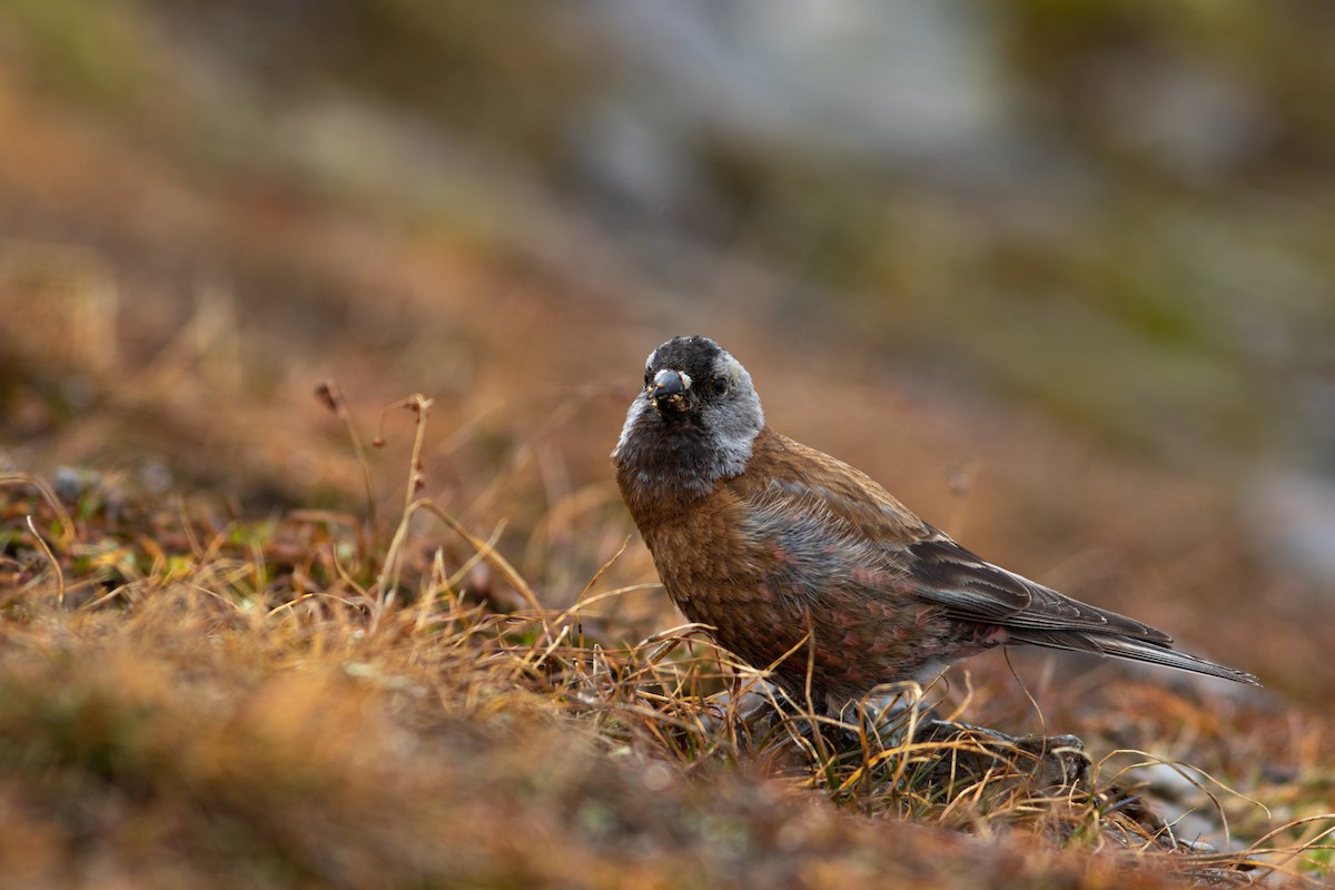 Gray-crowned Rosy-Finch - ML384518151