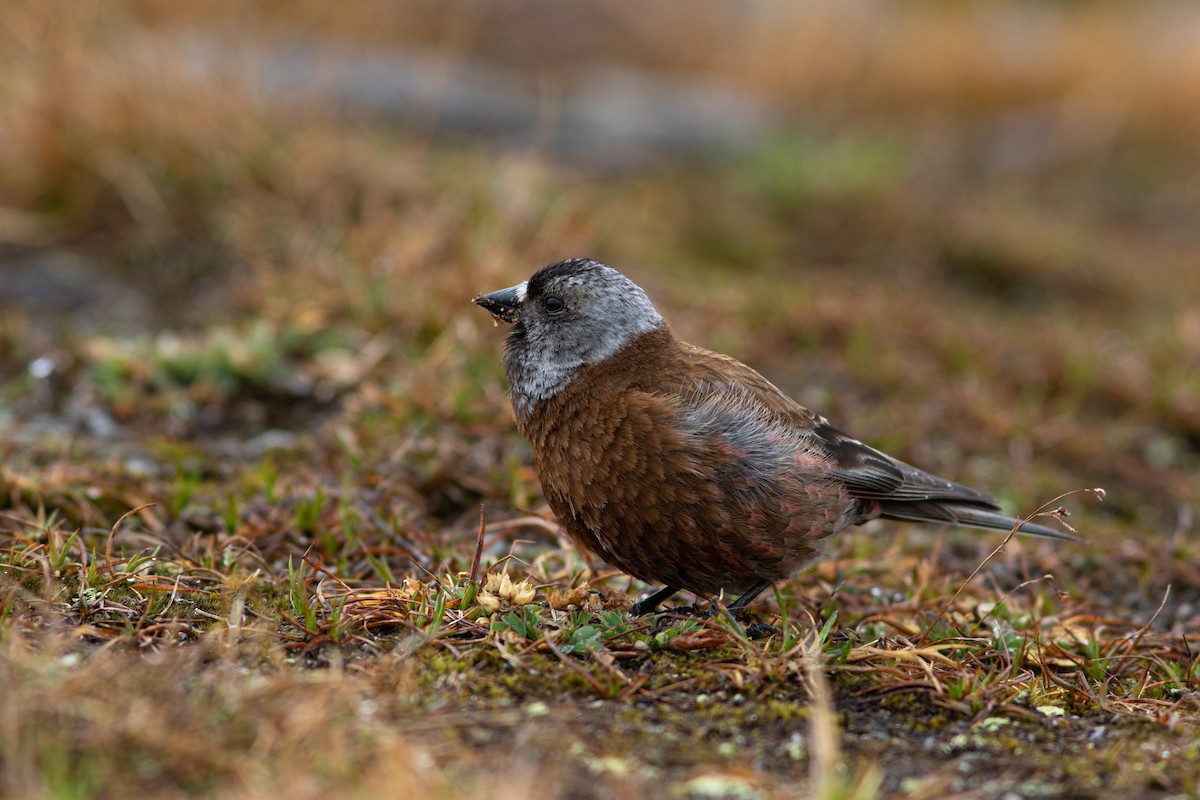 Gray-crowned Rosy-Finch - ML384518271
