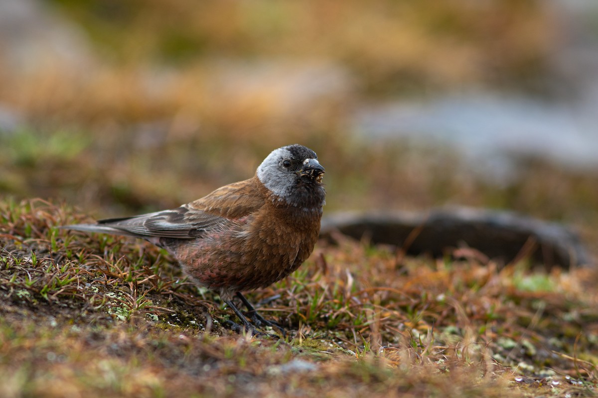 Gray-crowned Rosy-Finch - ML384518291