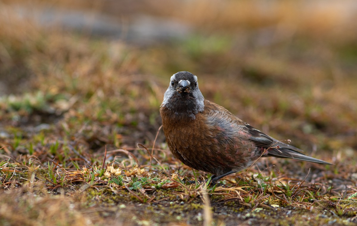 Gray-crowned Rosy-Finch - ML384518301