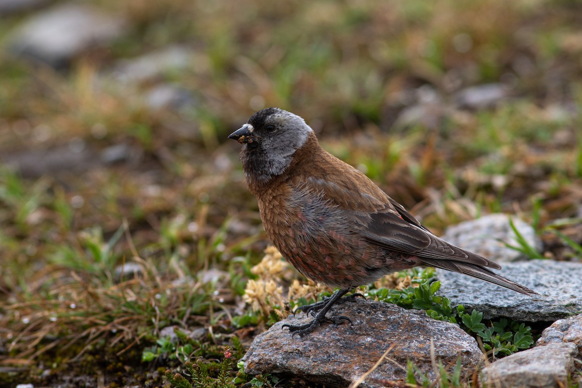 Gray-crowned Rosy-Finch - ML384518311