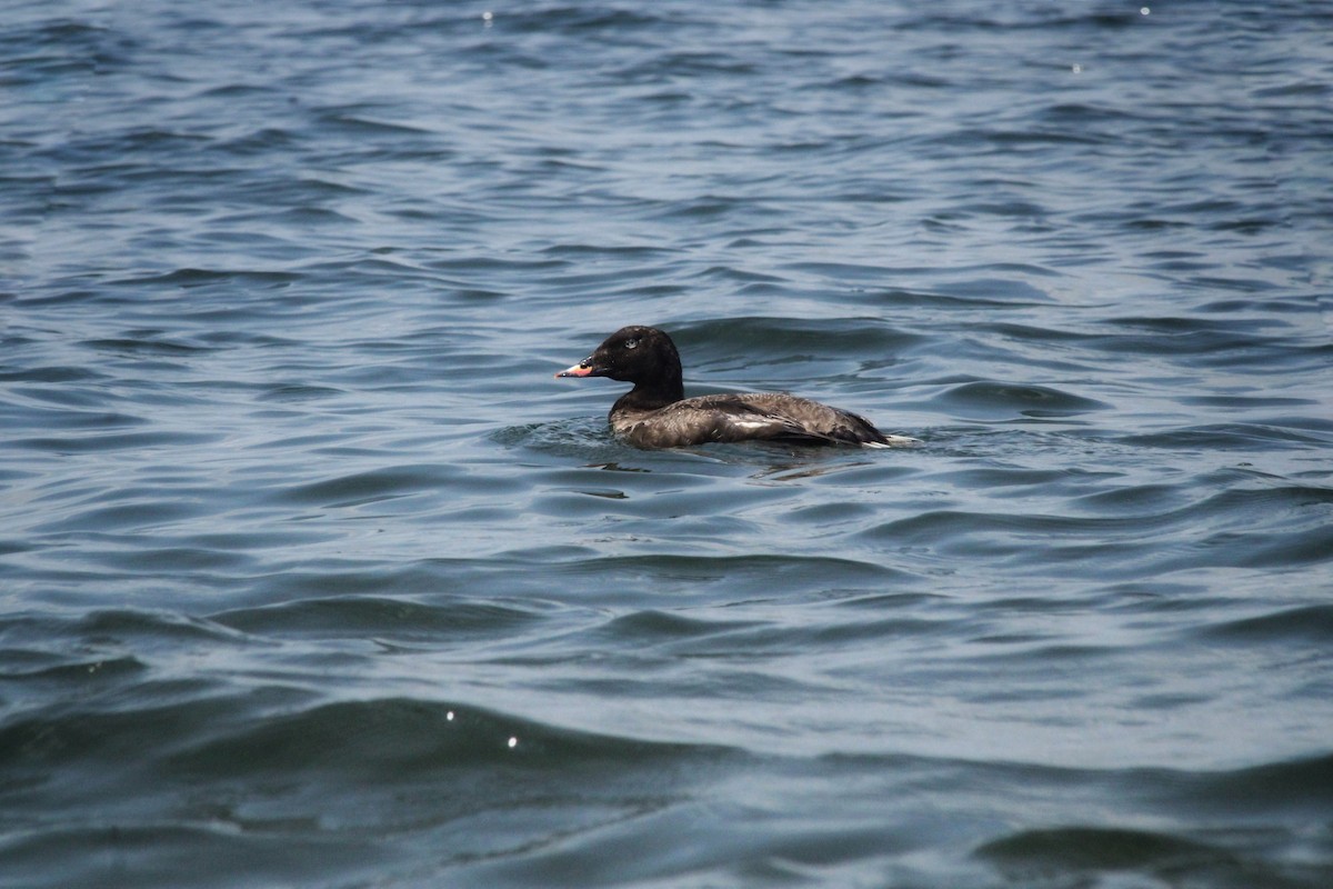 White-winged Scoter - ML384518431