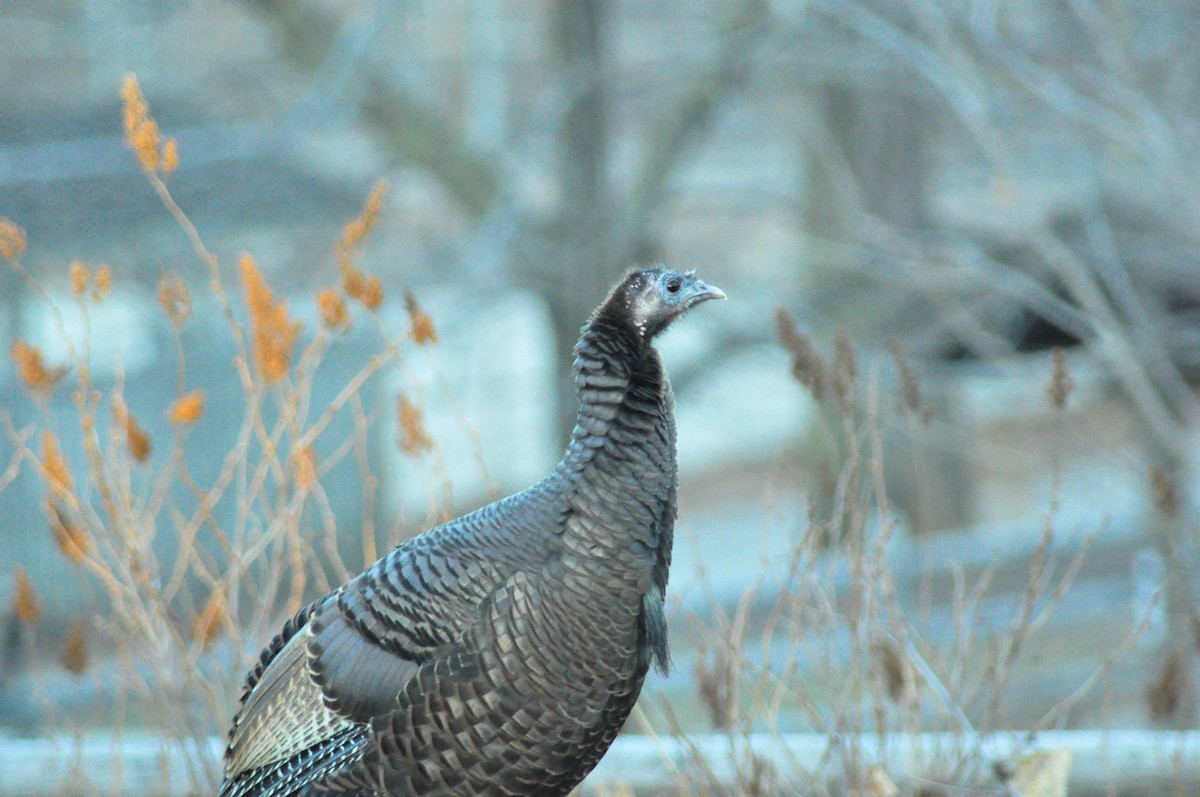 Wild Turkey - ML384518911