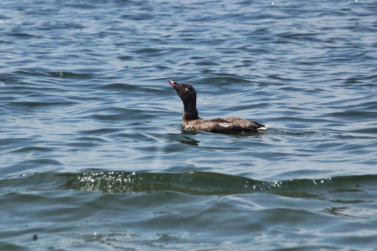 White-winged Scoter - ML384518981