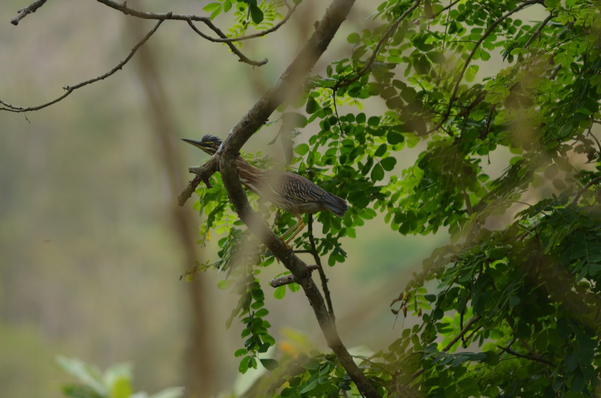 Striated Heron - ML384520521