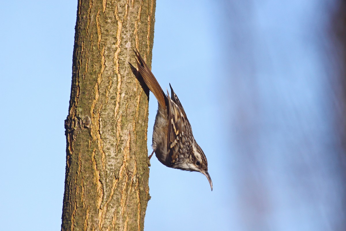 Short-toed Treecreeper - ML384521211
