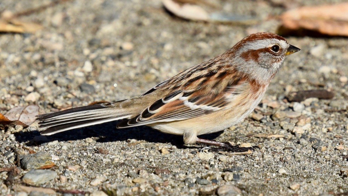 American Tree Sparrow - ML384521251