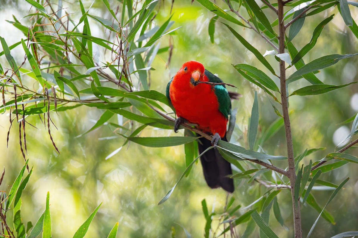 Australian King-Parrot - ML384522621