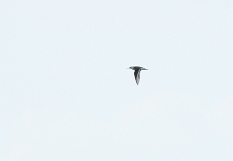 Red-necked Phalarope - ML384522961