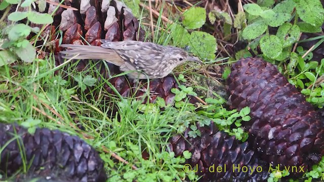 Short-toed Treecreeper - ML384525411