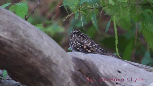 Short-toed Treecreeper - ML384525551