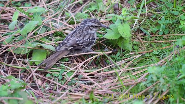 Short-toed Treecreeper - ML384525921