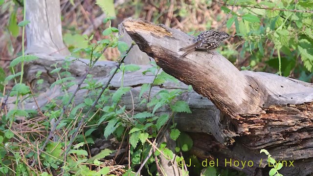 Short-toed Treecreeper - ML384526421