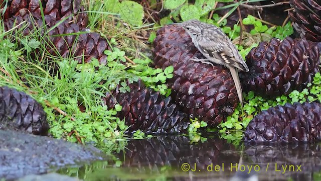 Short-toed Treecreeper - ML384526571