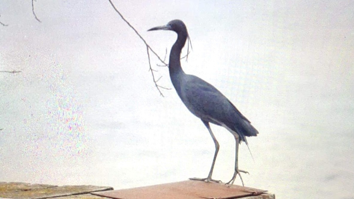 Little Blue Heron - ML384526711