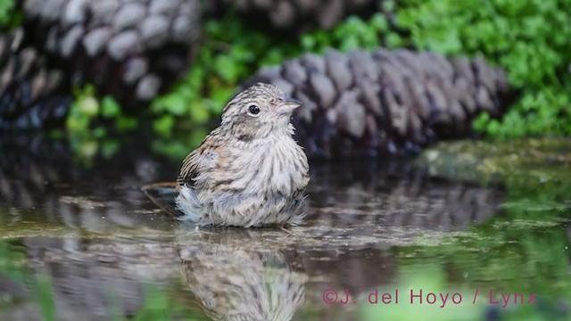 Rock Bunting - ML384526791