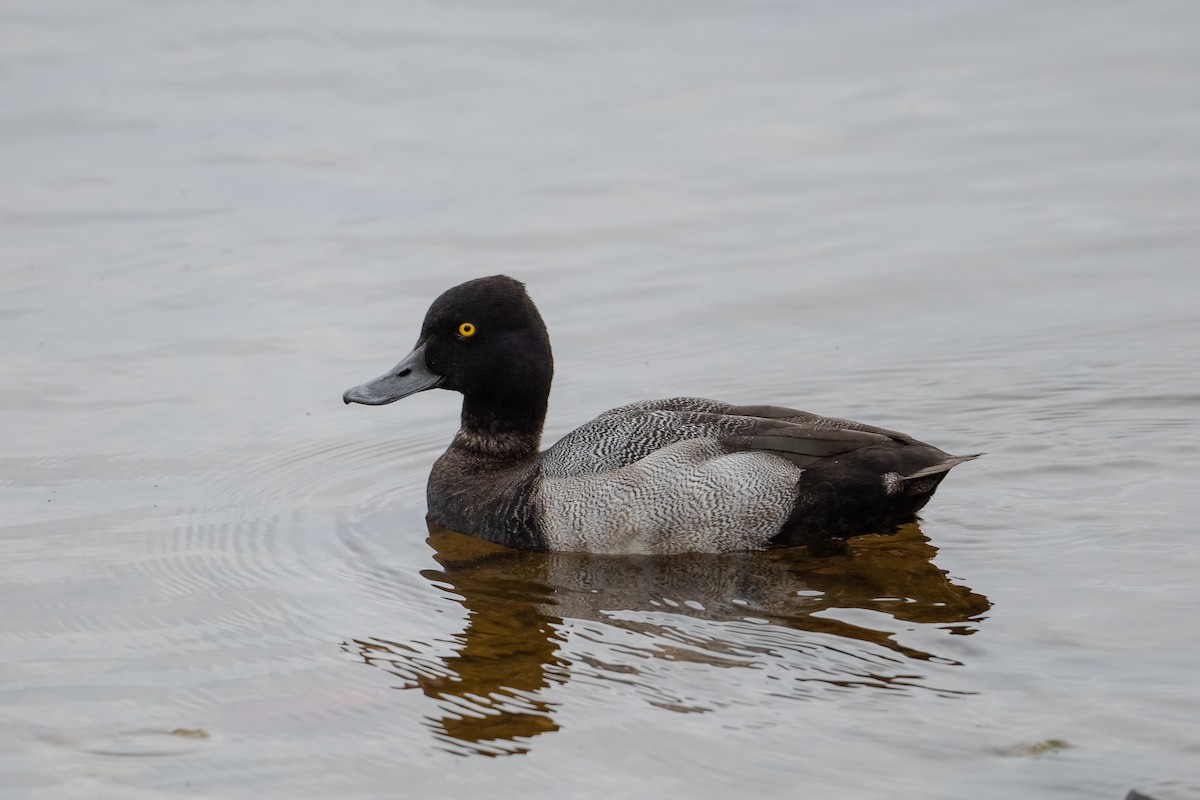 Lesser Scaup - Graham Gerdeman
