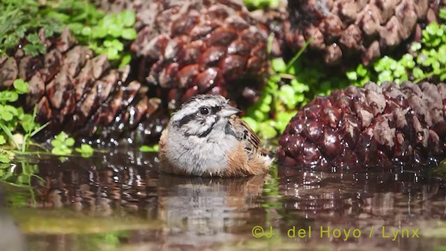 Rock Bunting - ML384527871
