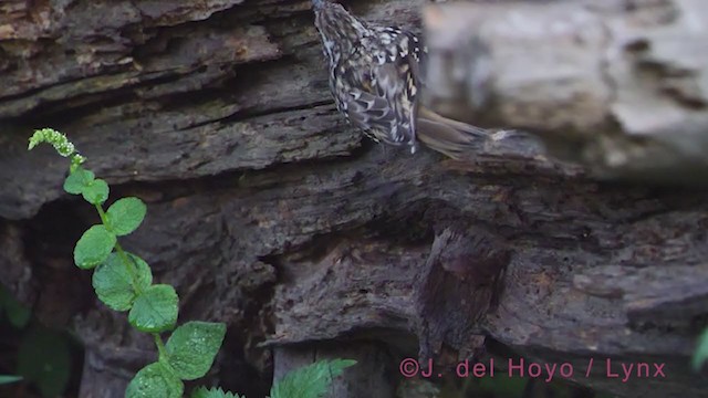 Short-toed Treecreeper - ML384528811