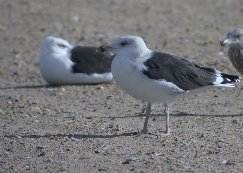 Great Black-backed Gull - ML38452961