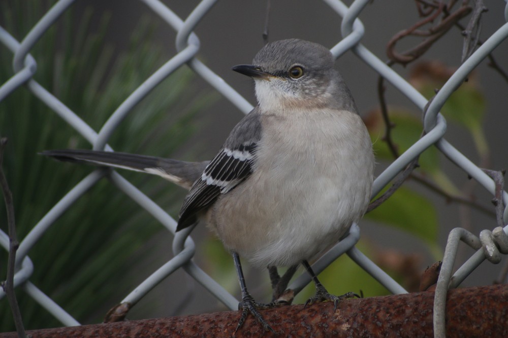 Northern Mockingbird - ML38453091