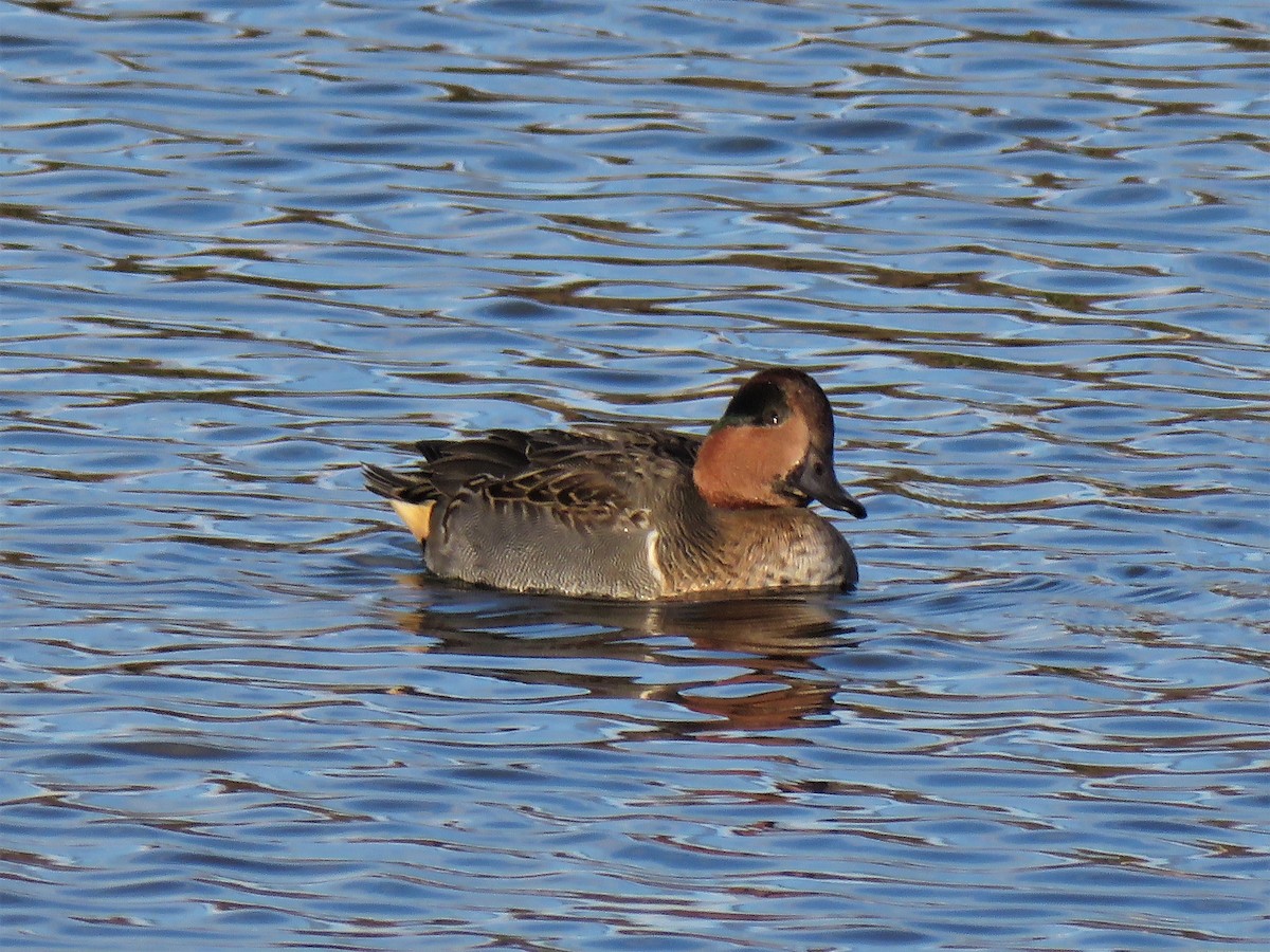 Green-winged Teal - ML384531711